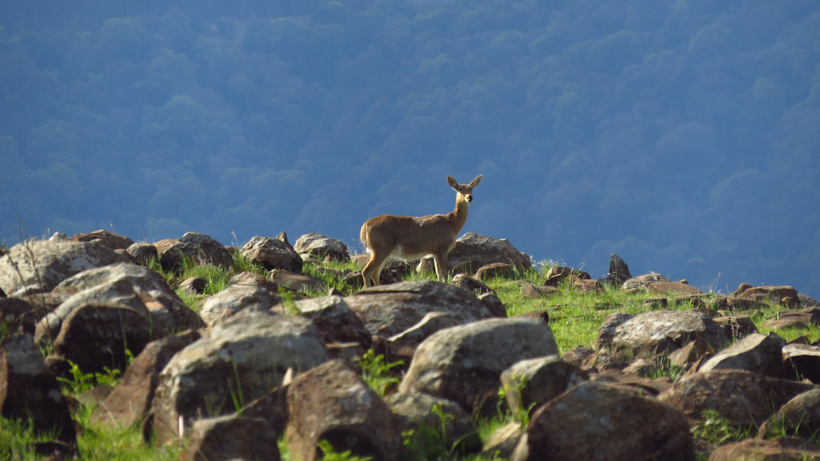 Doe Reedbuck